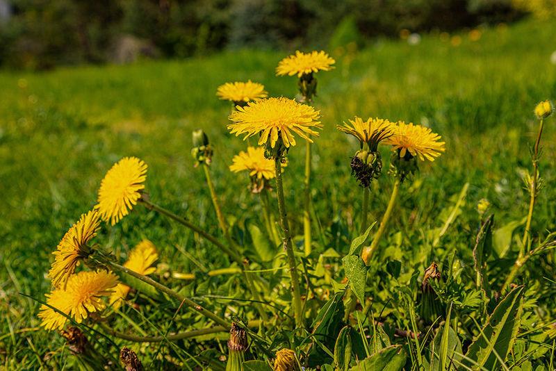 Ekologiczne zbieranie mniszka lekarskiego