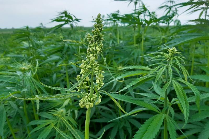 Konopie a zmiany klimatyczne