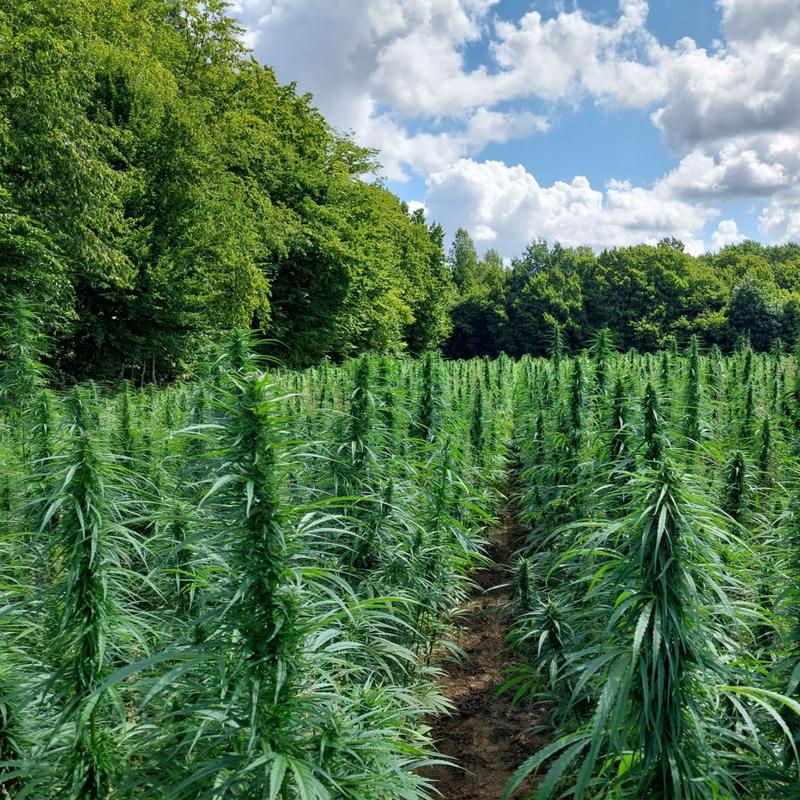 Legalność CBD i THC w Grecji