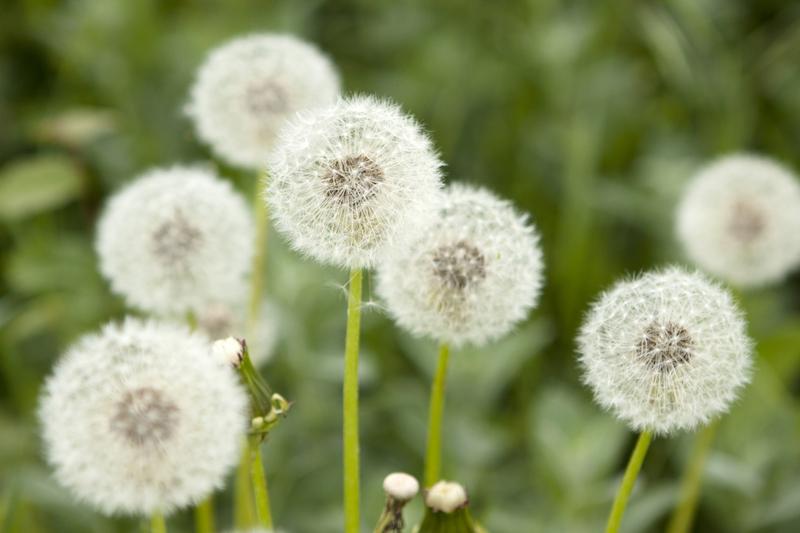 Mniszek lekarski w kuchni