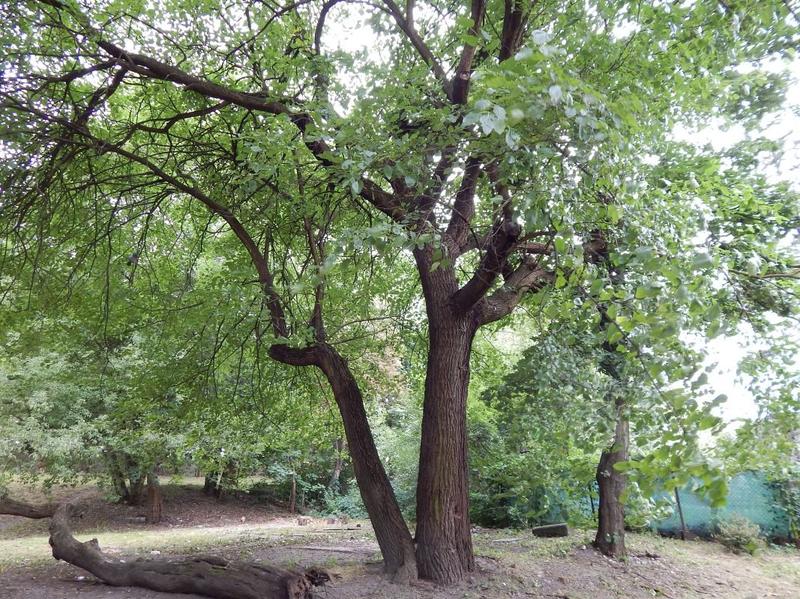 Morwa biała właściwości