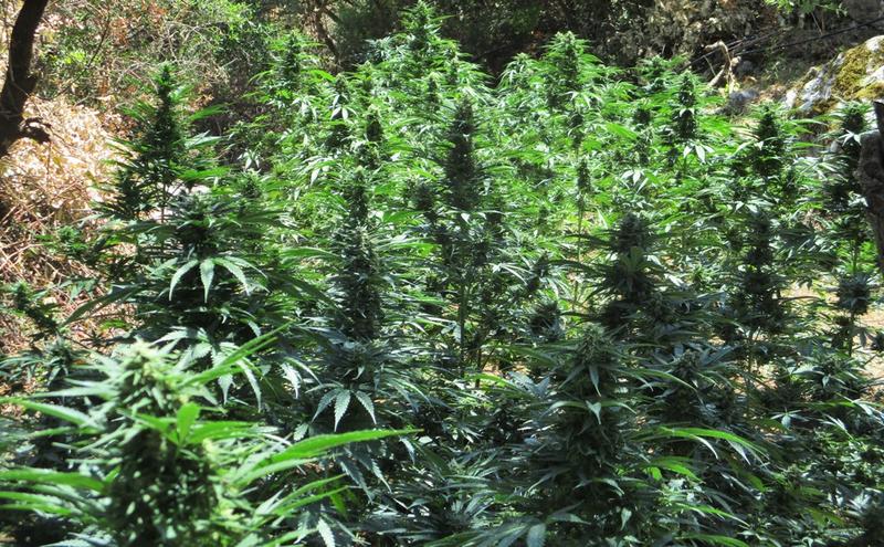 Polityka konopna w Grecji