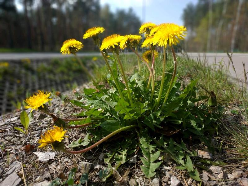 Ziołolecznictwo mniszek lekarski