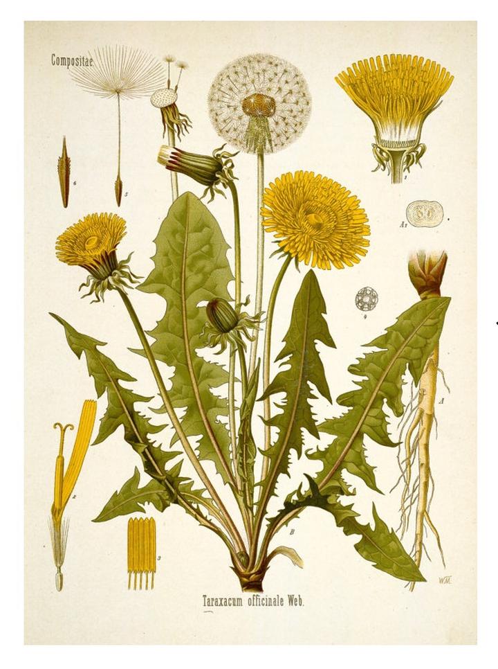 Znaczenie mniszka lekarskiego dla biodiversity