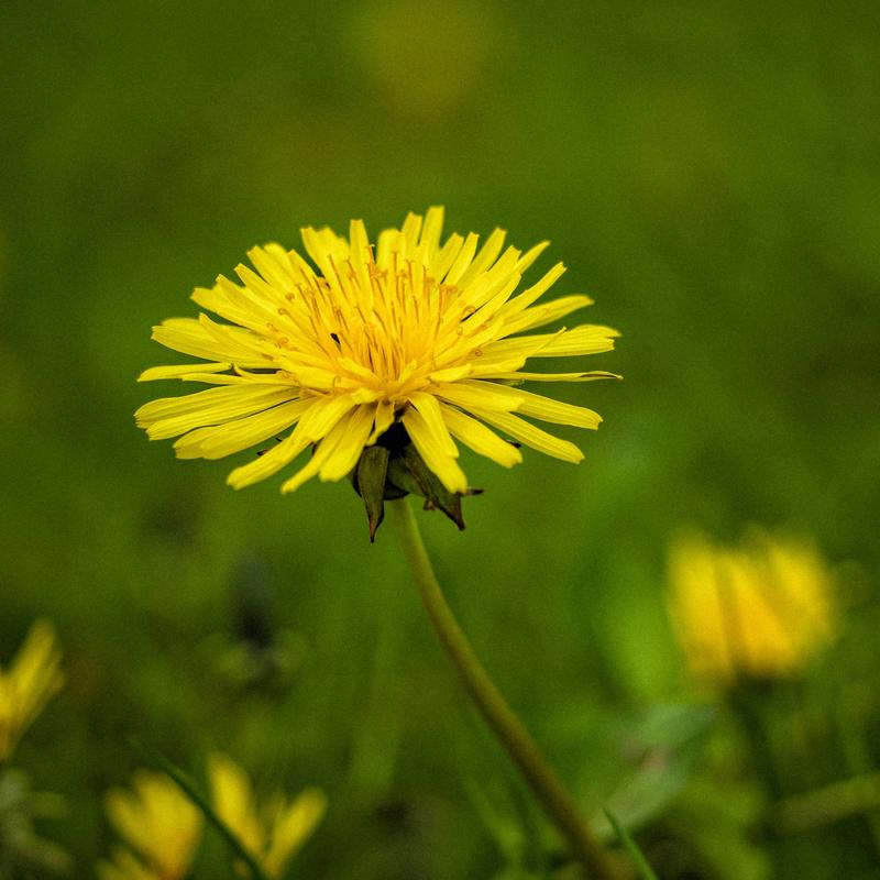 Mniszek lekarski – naturalny sprzymierzeniec zdrowia, który warto poznać