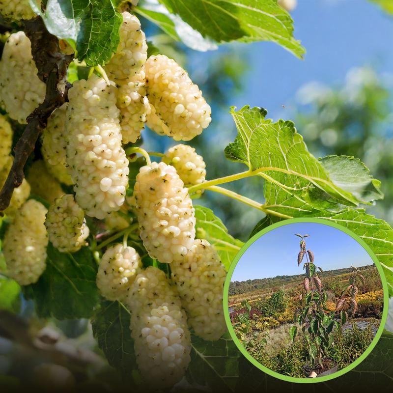 Morwa biała – skuteczny sojusznik w odchudzaniu: działanie, właściwości i przeciwwskazania, które warto znać