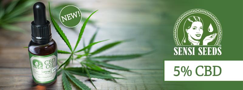 Produkty konopne: Co musisz wiedzieć, zanim spróbujesz?