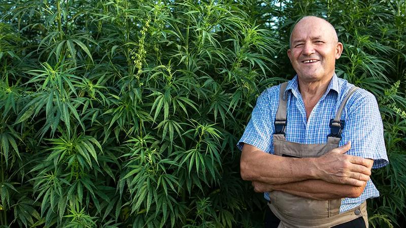 Konopie a zrównoważony rozwój