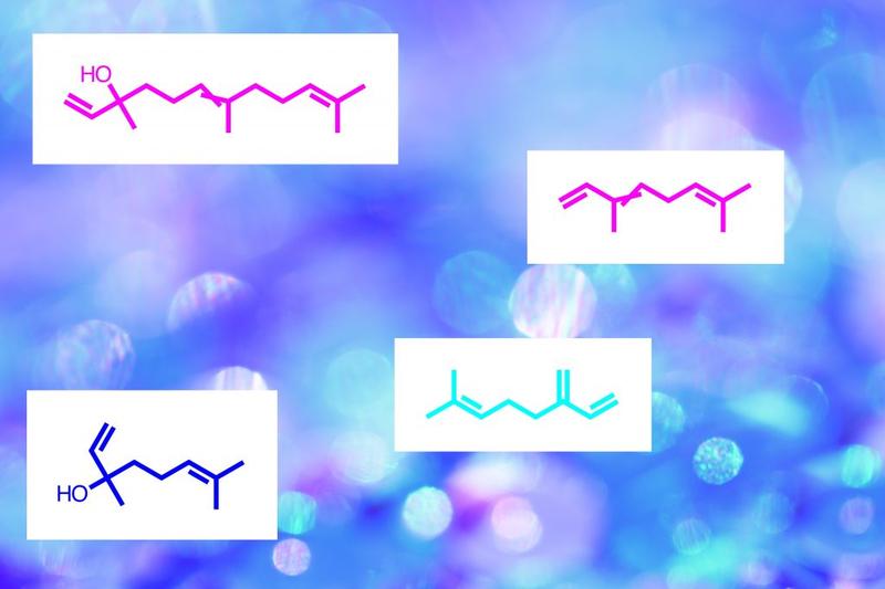 Czym są terpenoidy i jakie mają znaczenie dla roślin oraz zdrowia?