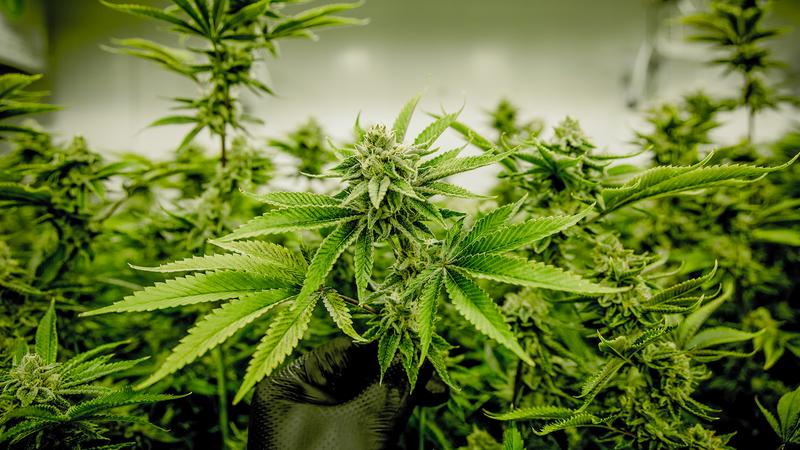 Kannabinoidy a reumatoidalne zapalenie stawów