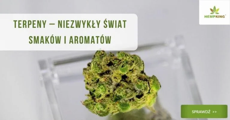 Flaworanty zapach marihuany: odkryj, co kryje się za terpenami