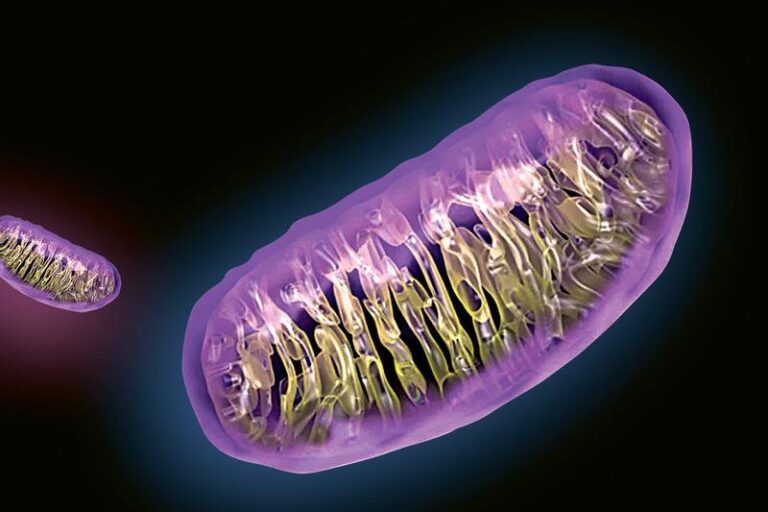 Odkryj sekrety zdrowia: jak zadbać o swoje mitochondria i cieszyć się energią na co dzień