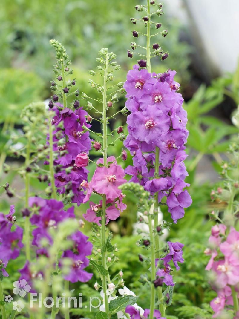 Przepisy i zastosowanie dziewanny