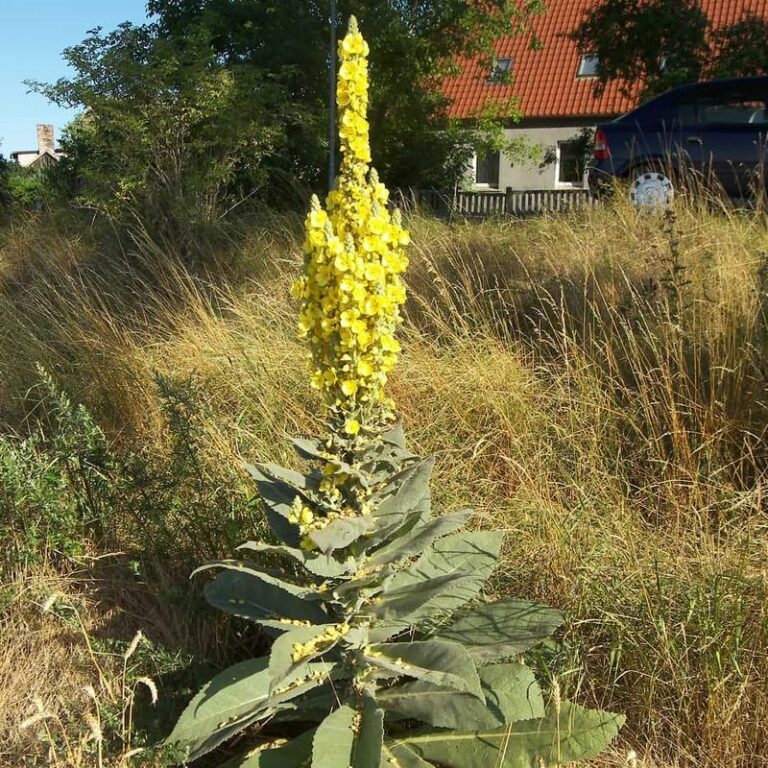 Odkryj leczniczą moc dziewanny w tradycyjnej medycynie