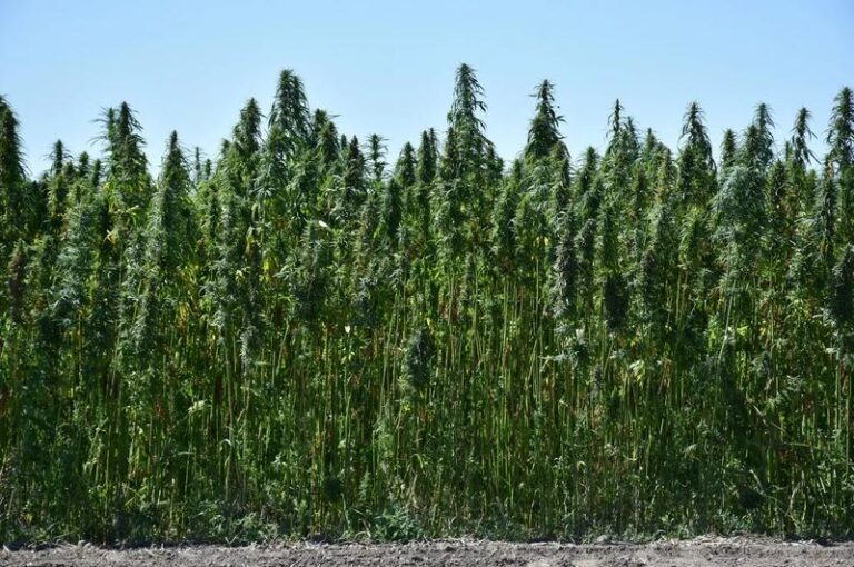 Przegląd badań nad konopiami: najnowsze odkrycia ze stycznia i marca 2026 roku