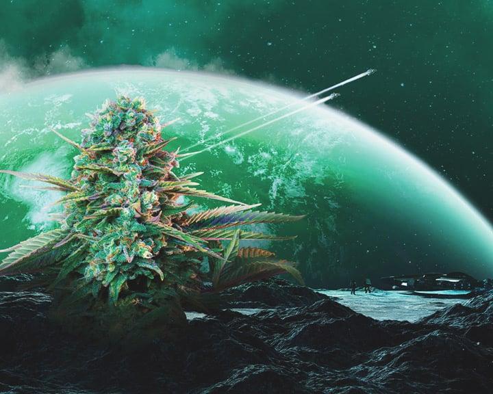 Medyczne korzyści konopi